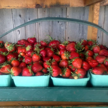 Strawberries from Tincap Strawberry farm