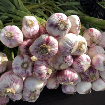 Garlic - From the Farm Cooking School